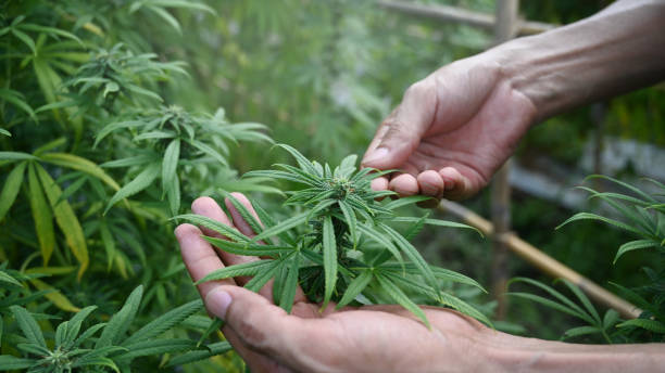 What Are the Laws Regarding Recreational Marijuana in Denver?
